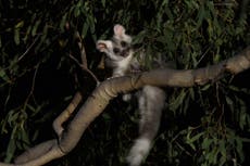 Encuentran en Australia dos nuevas especies de marsupiales