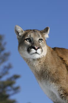 Puma ataca y arrebata perro a familia en Idaho