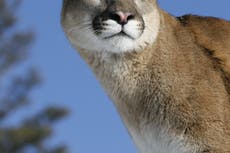 Puma ataca y arrebata perro a familia en Idaho