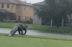 Enorme caimán se pasea por un campo de golf en Florida 