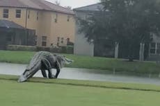 Enorme caimán se pasea por un campo de golf en Florida