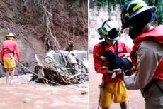 Rescatan a perros de las inundaciones provocadas por Iota en Honduras