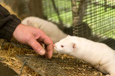 Coronavirus: Francia sacrifica mil visones por cepa mutada