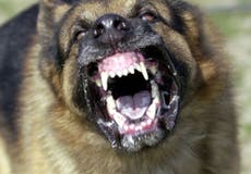 Florida: Hombre es atacado y asesinado por perros callejeros