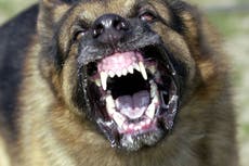 Florida: Hombre es atacado y asesinado por perros callejeros