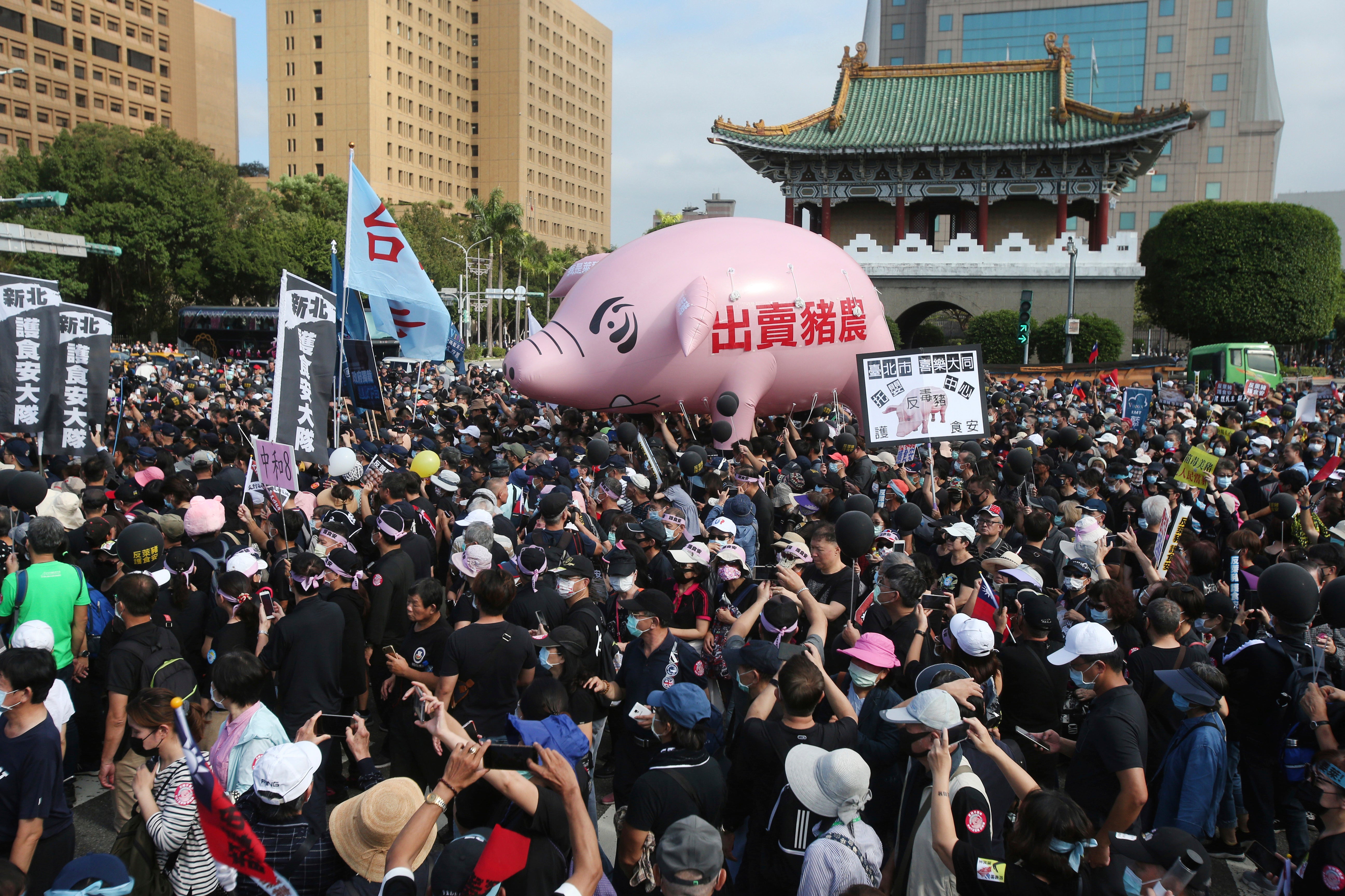 Miles de personas protestan contra la importación de carne de puerco estadounidense, algunas de ellas portando un cerdo inflable con la leyenda "Traición a los criadores de cerdos", el domingo 22 de noviembre de 2020 en Taipei, Taiwán.