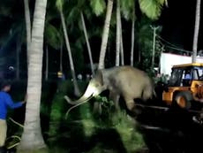 Equipo libera a un elefante atrapado en un pozo