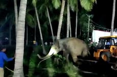 Equipo libera a un elefante atrapado en un pozo