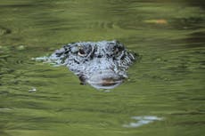 Florida: Hombre de 74 años salva a cachorro de las fauces de un caimán