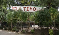 México: Iglesia católica rechaza la legalización de marihuana