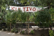 México: Iglesia censura iniciativa para legalizar marihuana