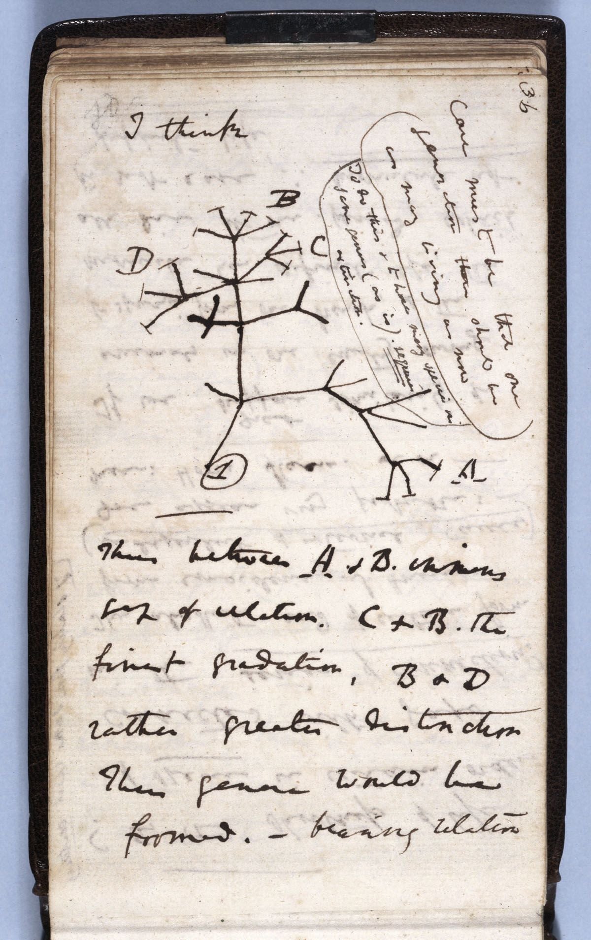 Uno de los cuadernos perdidos de Charles Darwin contenía su boceto del Árbol de la vida de julio de 1837.