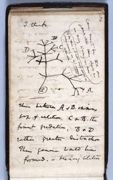 Cambridge da por robado el cuaderno donde Charles Darwin dibujó el “Árbol de la vida”