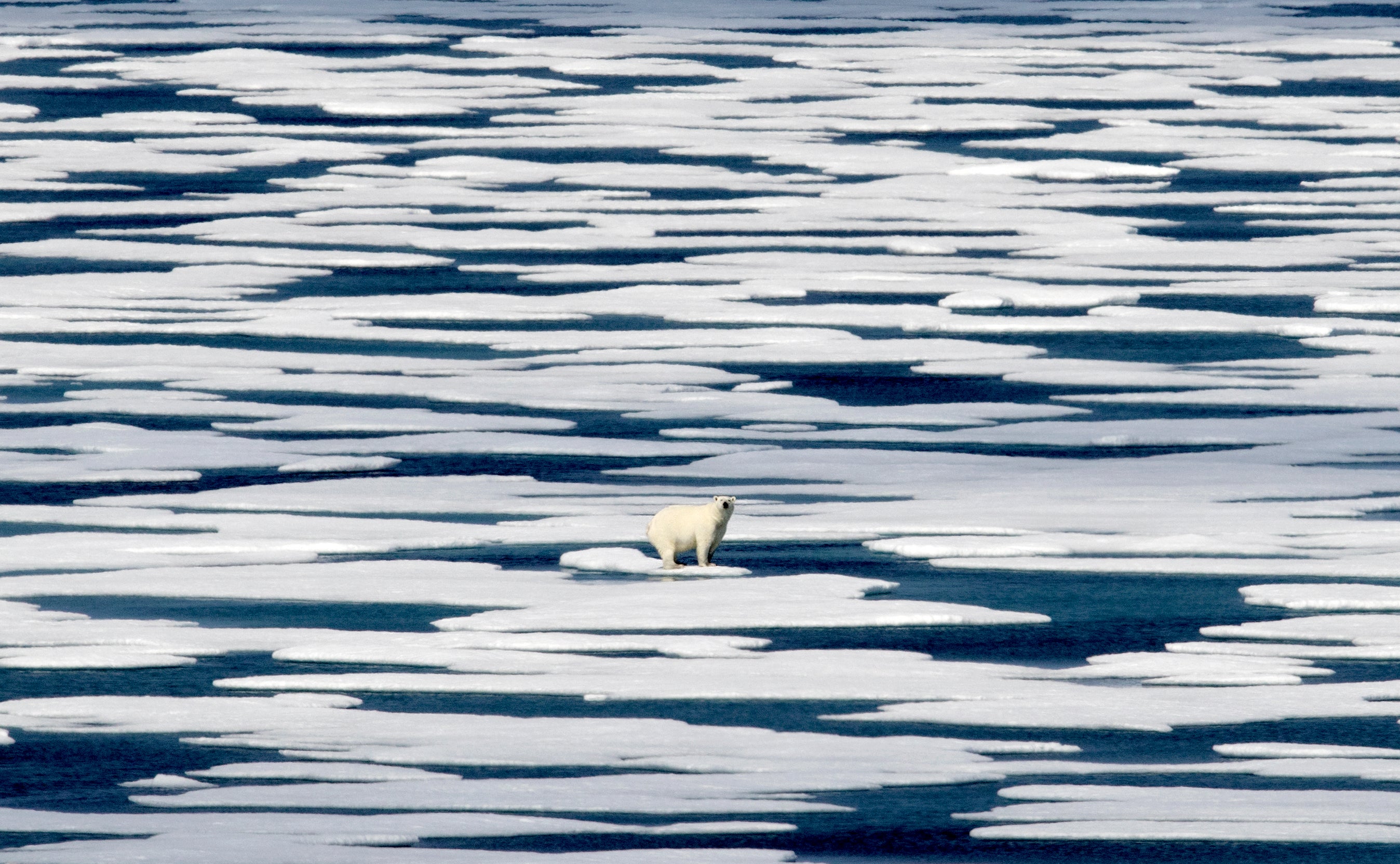 Un oso polar se encuentra sobre el hielo en el estrecho de Franklin en el archipiélago ártico canadiense