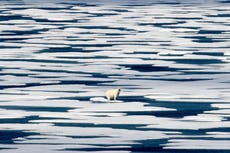 Crisis climática cambia las enfermedades infecciosas de los animales