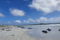 Casi 100 ballenas mueren tras quedar varadas en las costas de Nueva Zelanda