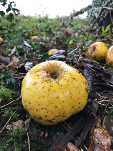 Inglaterra: Hombre descubre una nueva variedad de manzana