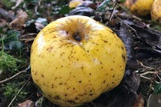 Inglaterra: Hombre descubre una nueva variedad de manzana