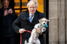 ¿Pueden los perros y gatos contraer el coronavirus de los humanos?