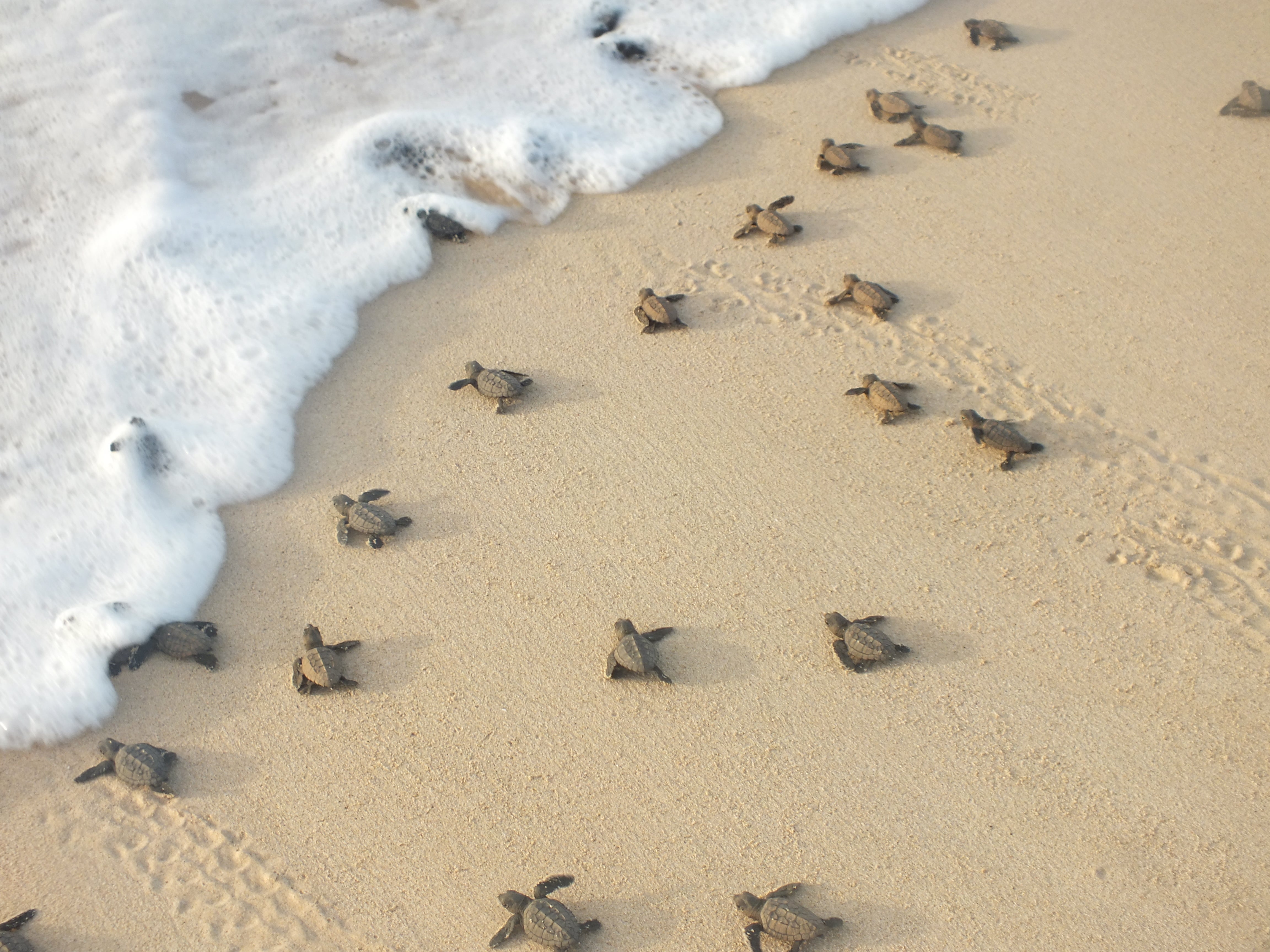 Crías de tortuga boba arrastrándose hacia el mar en Cabo Verde