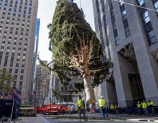Árbol navideño de Nueva York será encendido bajo normas de cuarentena