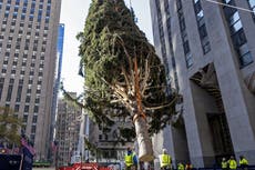 Árbol navideño de Nueva York será encendido bajo normas de cuarentena