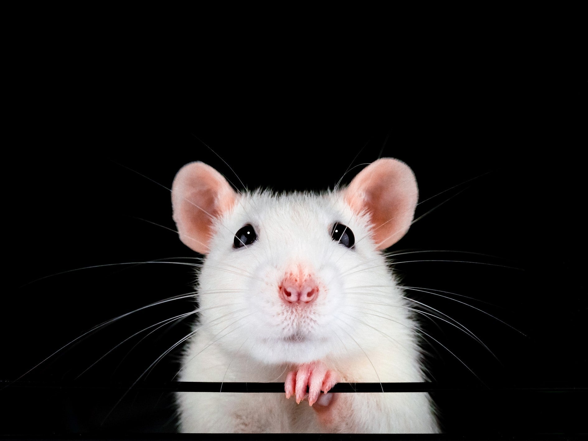 Los investigadores dicen que restauraron la visión en ratones viejos al invertir el reloj biológico