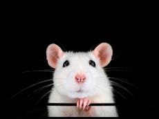 Científicos invierten el reloj del envejecimiento biológico y logran restaurar visión en ratones viejos