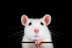 Científicos logran invertir el reloj del envejecimiento