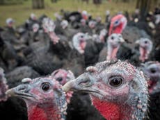 Pollos y gallinas se encierran en alerta de gripe aviar