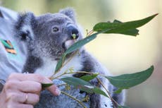 Australia utilizará drones para contar todos los koalas del país