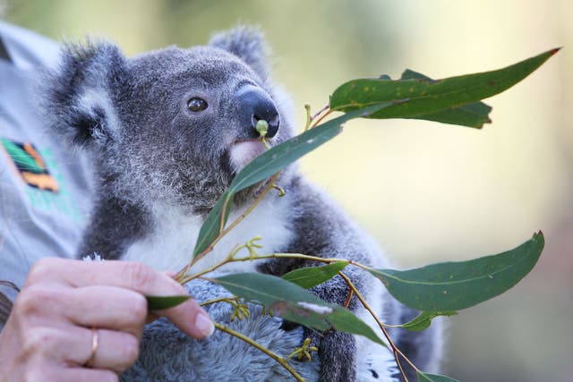 Se ve un koala comiendo hojas en Reptile Park, Australia. 