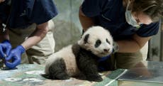 Zoológico Nacional extiende su acuerdo de pandas con China hasta 2023