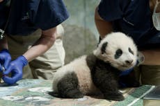 Zoológico Nacional extiende su acuerdo de pandas con China hasta 2023
