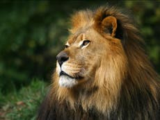 Cuatro leones dan positivo por COVID-19 en zoológico español