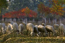 Gore: conversaciones del clima de Glasgow deben marcar una nueva era