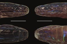 Descubren nueva y sorprendente serpiente de piel brillante en Vietnam