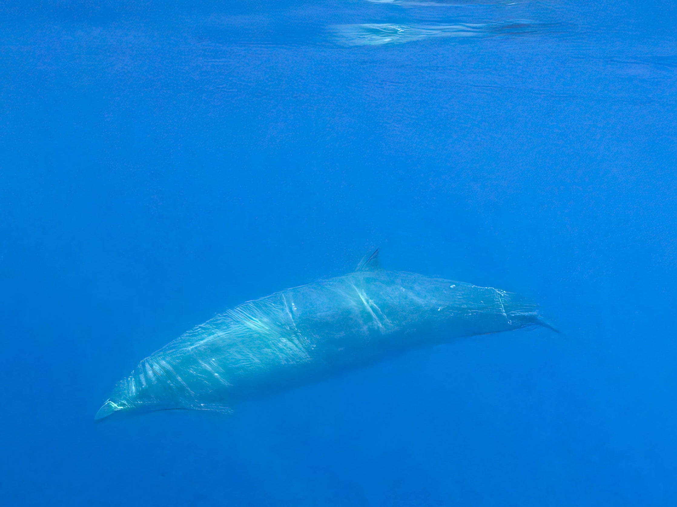 Los investigadores creen que han encontrado una especie de ballena picuda previamente desconocida en aguas de la costa occidental de México.