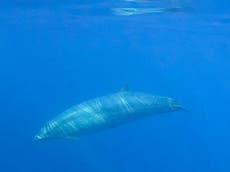 Científicos encuentran una probable nueva especie de ballena en México