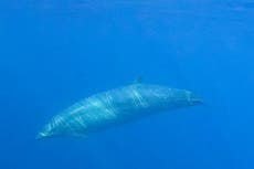 Científicos encuentran una probable nueva especie de ballena en México