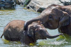 Nueva York llora la muerte de un segundo elefante joven