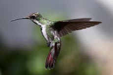 Colombia: cuidadora de colibríes lucha contra la pandemia