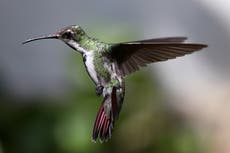Colombia: cuidadora de colibríes lucha contra la pandemia