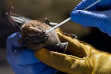 Los murciélagos dan pistas para prevenir la próxima pandemia