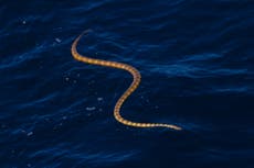 Advierten peligro en playas de Australia por fenómeno de espuma de mar