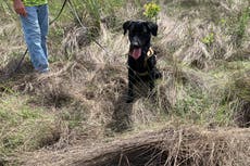 Florida: Perros entrenados para detectar pitones tienen su primer operativo exitoso