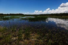 EE.UU. da autoridad más amplia a Florida  para desarrollar humedales