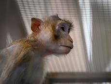 NASA mató a 27 monos en un día en 2019, según un informe