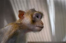 La NASA mató a 27 monos en un día en 2019, según un informe