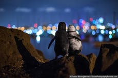 Pingüinos “viudos” se abrazan en una foto premiada